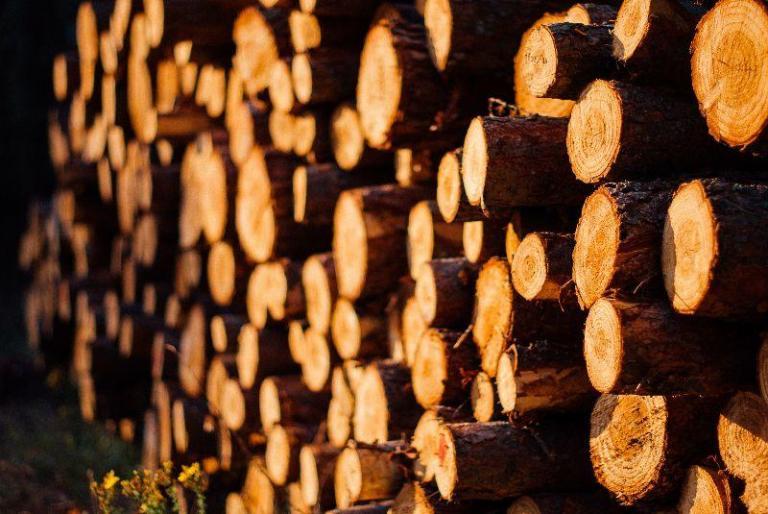 Wood-n’t You Like to Know – Vol. 1